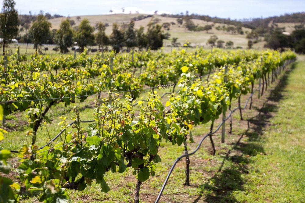 Taras Richmond Farmstay Campania Ngoại thất bức ảnh